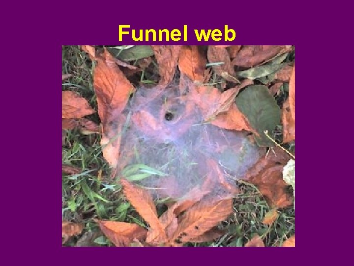 Funnel web 