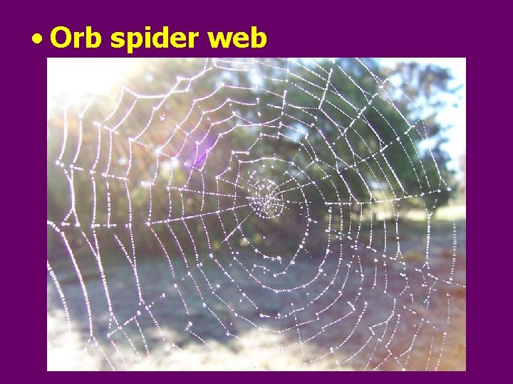  • Orb spider web 