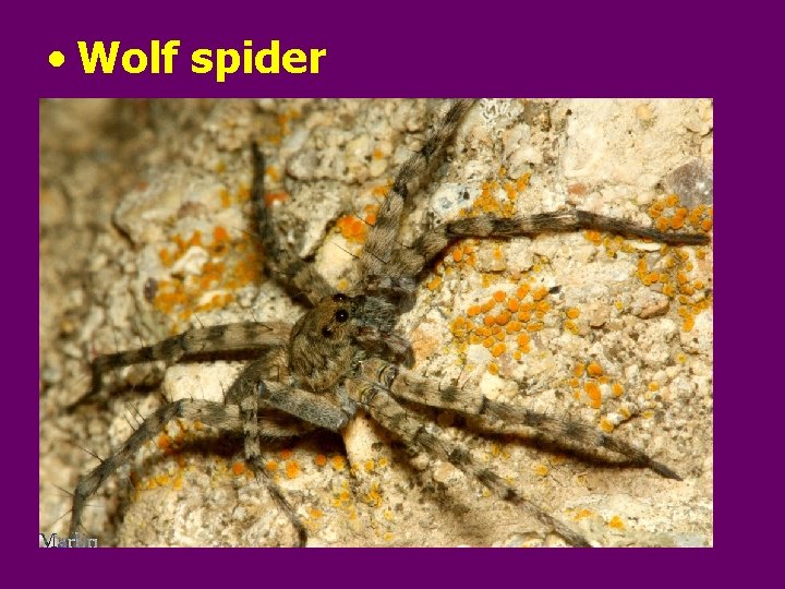  • Wolf spider 