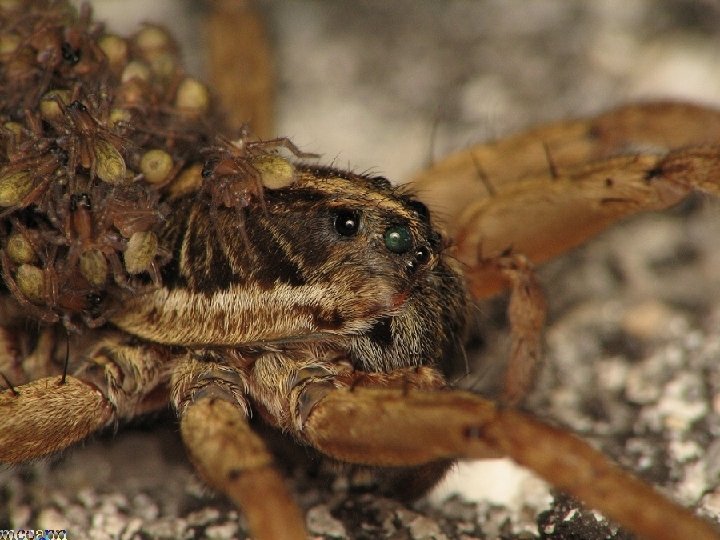  • Wolf spider 