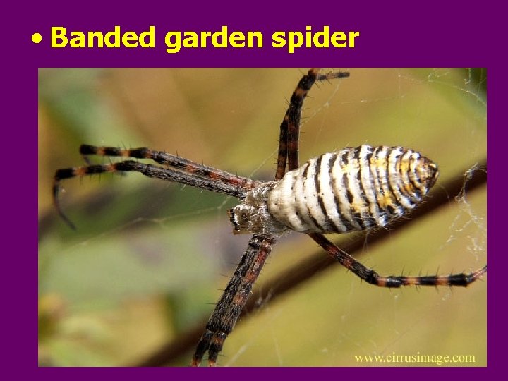  • Banded garden spider 