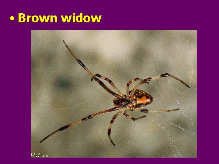  • Brown widow 