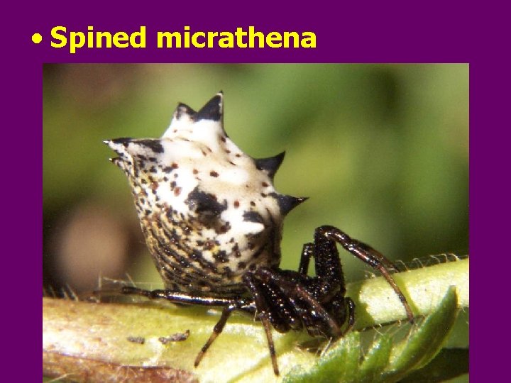  • Spined micrathena 