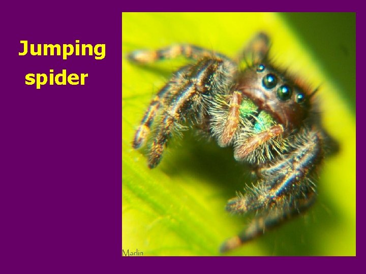 Jumping spider 