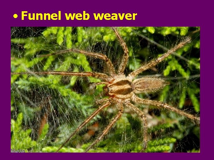  • Funnel web weaver 