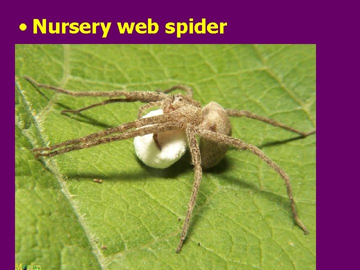  • Nursery web spider 