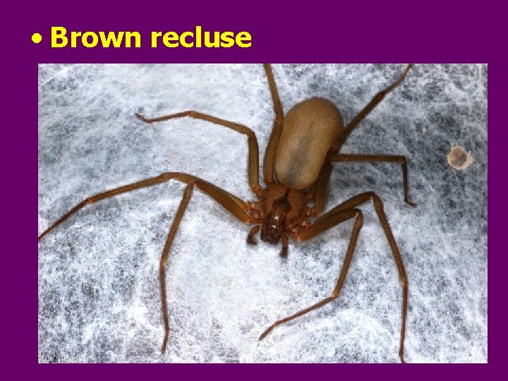  • Brown recluse 