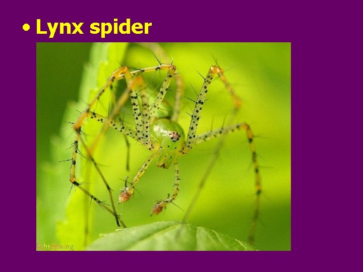  • Lynx spider 