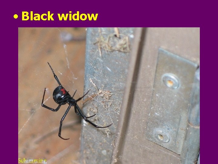  • Black widow 