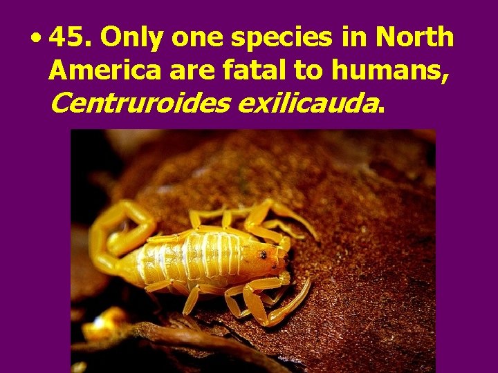  • 45. Only one species in North America are fatal to humans, Centruroides