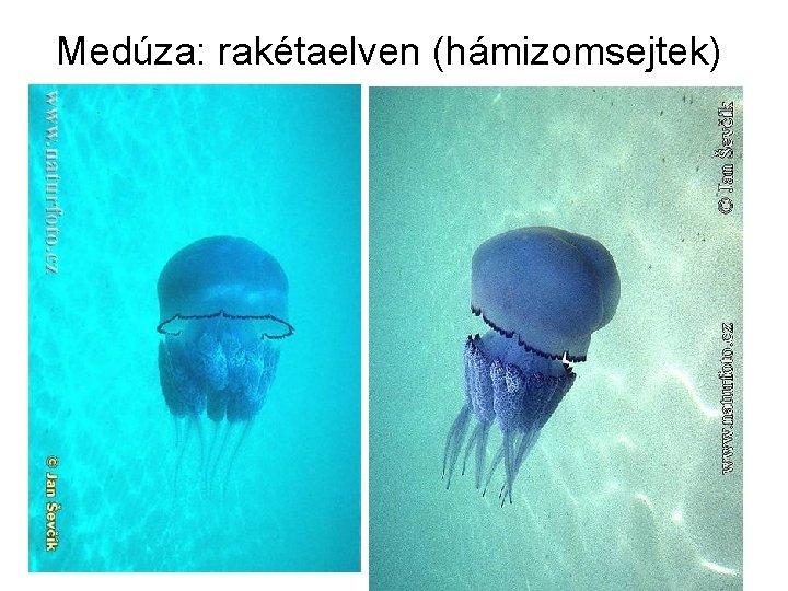 Medúza: rakétaelven (hámizomsejtek) 