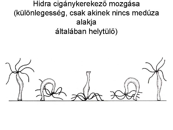 Hidra cigánykerekező mozgása (különlegesség, csak akinek nincs medúza alakja általában helytülő) 