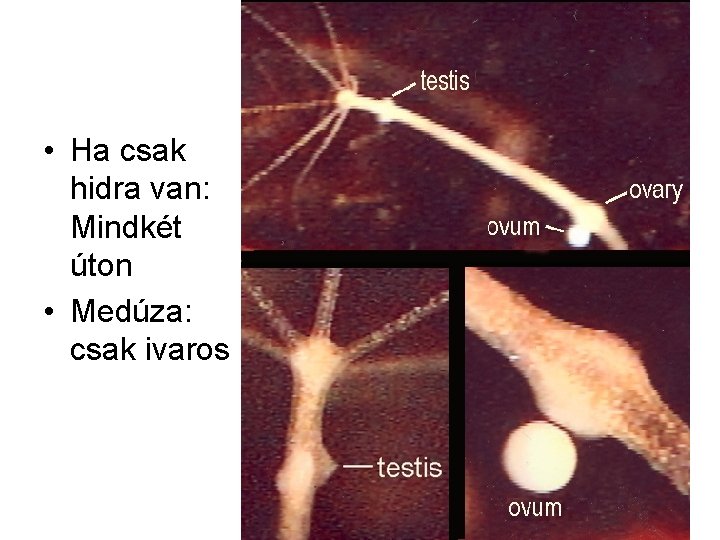  • Ha csak hidra van: Mindkét úton • Medúza: csak ivaros 