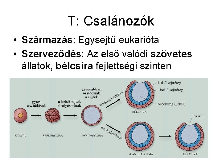 T: Csalánozók • Származás: Egysejtű eukarióta • Szerveződés: Az első valódi szövetes állatok, bélcsíra