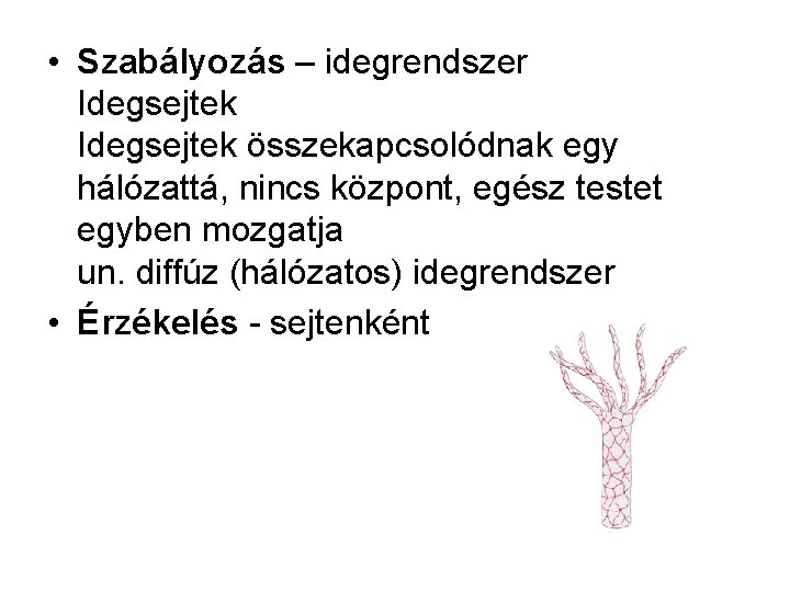  • Szabályozás – idegrendszer Idegsejtek összekapcsolódnak egy hálózattá, nincs központ, egész testet egyben