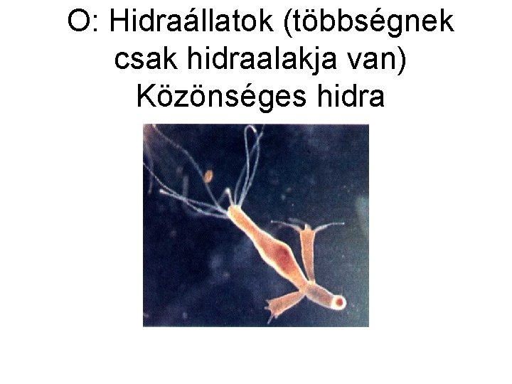 O: Hidraállatok (többségnek csak hidraalakja van) Közönséges hidra 