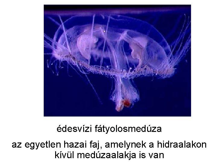 édesvízi fátyolosmedúza az egyetlen hazai faj, amelynek a hidraalakon kívül medúzaalakja is van 