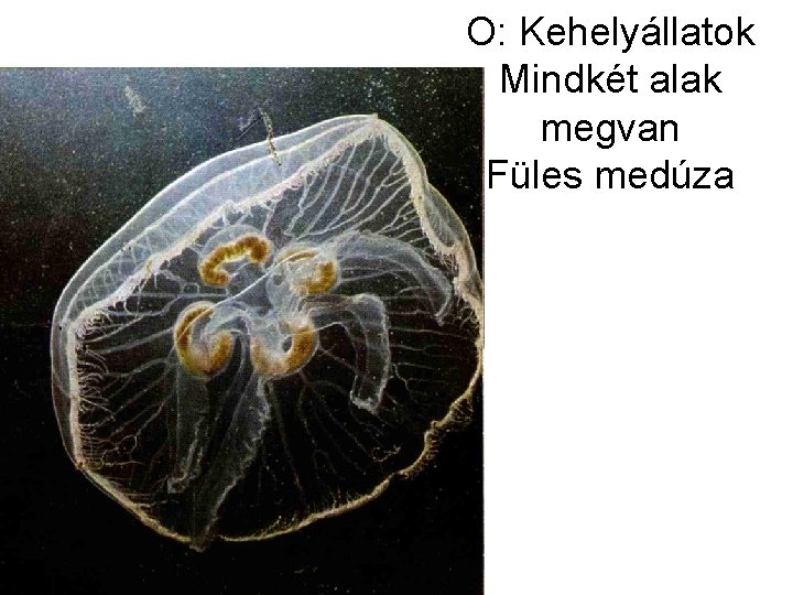 O: Kehelyállatok Mindkét alak megvan Füles medúza 