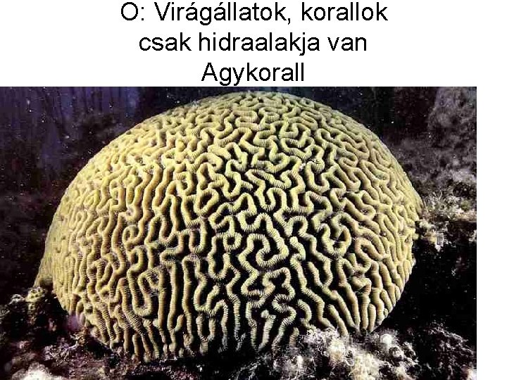 O: Virágállatok, korallok csak hidraalakja van Agykorall 