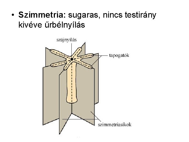  • Szimmetria: sugaras, nincs testirány kivéve űrbélnyílás 