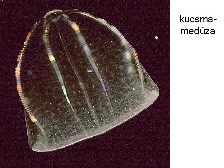 kucsmamedúza 