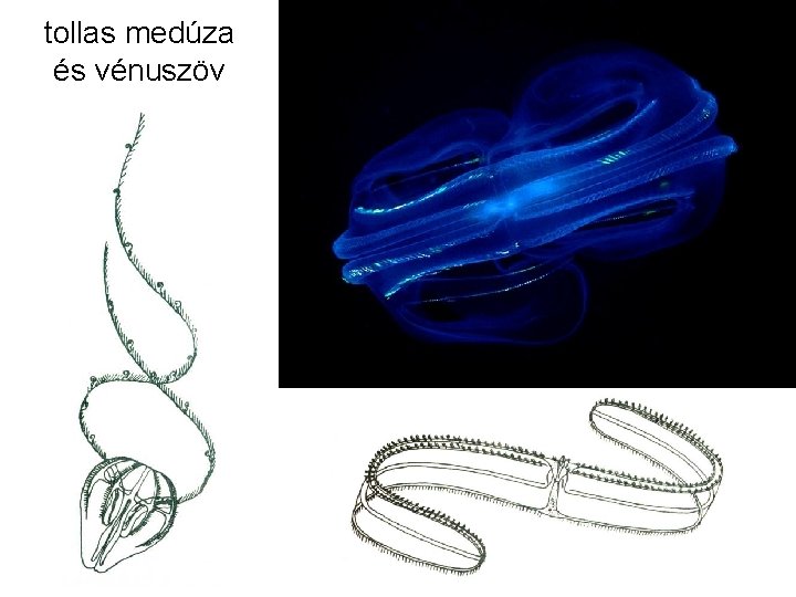 tollas medúza és vénuszöv 