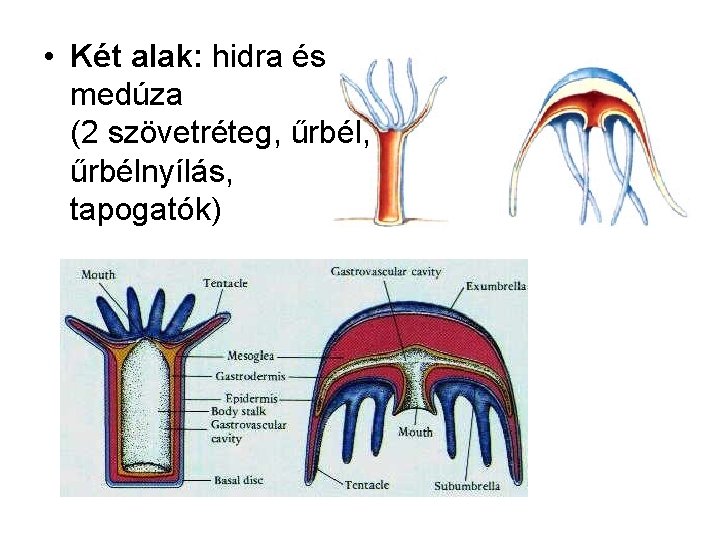  • Két alak: hidra és medúza (2 szövetréteg, űrbélnyílás, tapogatók) 