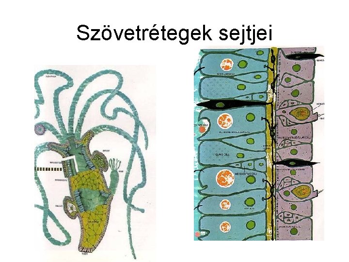 Szövetrétegek sejtjei 