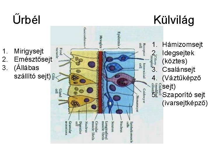 Űrbél 1. Mirigysejt 2. Emésztősejt 3. (Állábas szállító sejt) Külvilág 1. Hámizomsejt 2. Idegsejtek