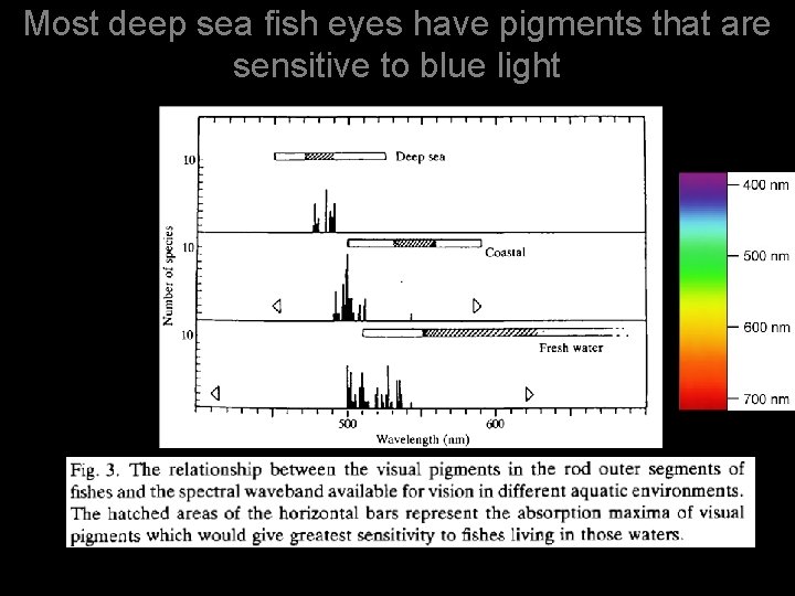 Most deep sea fish eyes have pigments that are sensitive to blue light 