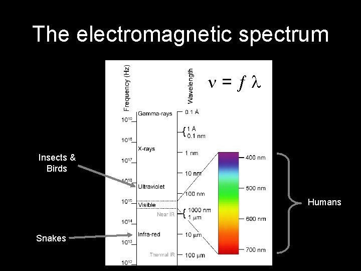 The electromagnetic spectrum = Insects & Birds Humans Snakes 