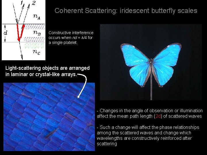 Coherent Scattering: iridescent butterfly scales Constructive interference occurs when nd = λ/4 for a