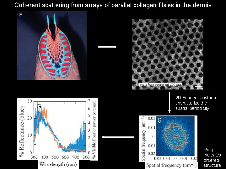 Coherent scattering from arrays of parallel collagen fibres in the dermis 2 D Fourier