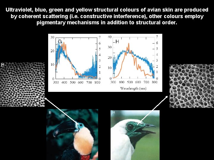 Ultraviolet, blue, green and yellow structural colours of avian skin are produced by coherent