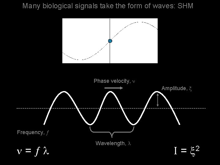 Many biological signals take the form of waves: SHM Phase velocity, Amplitude, Frequency, =