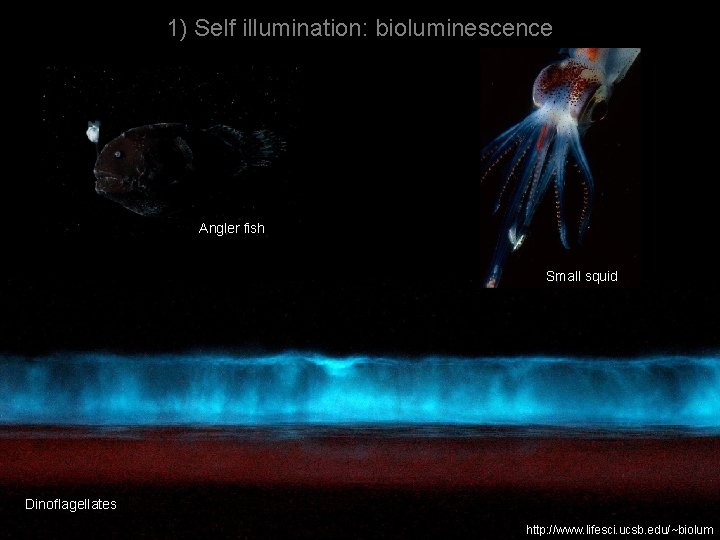 1) Self illumination: bioluminescence Angler fish Small squid Dinoflagellates http: //www. lifesci. ucsb. edu/~biolum