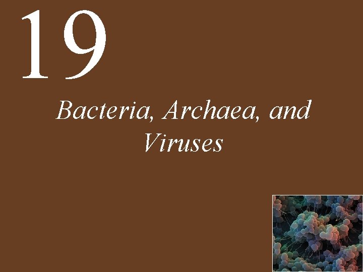 19 Bacteria, Archaea, and Viruses 