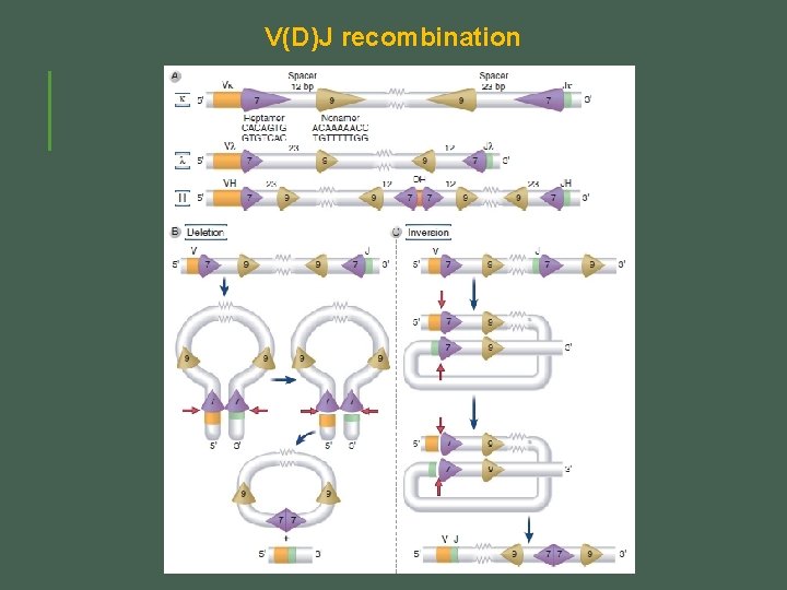 Chapter 8 Lymphocyte Development and Antigen Receptor Gene