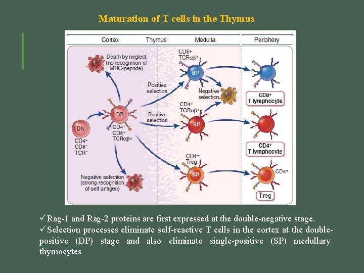 Chapter 8 Lymphocyte Development and Antigen Receptor Gene