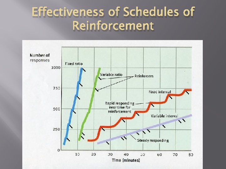 Effectiveness of Schedules of Reinforcement 