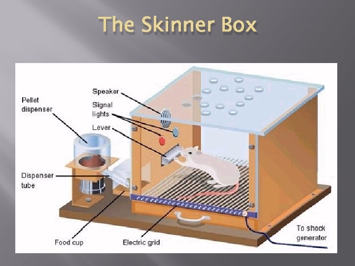The Skinner Box 