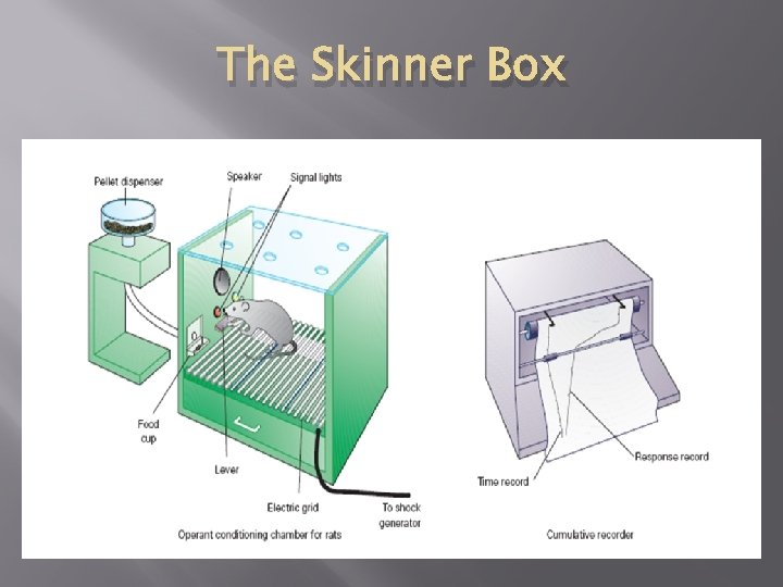 The Skinner Box 
