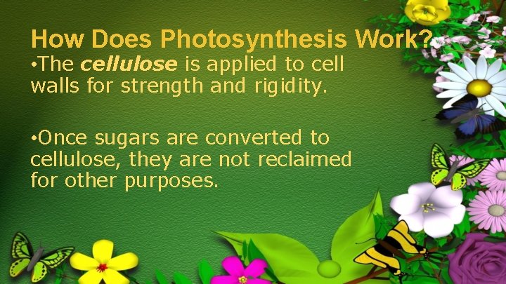 How Does Photosynthesis Work? • The cellulose is applied to cell walls for strength