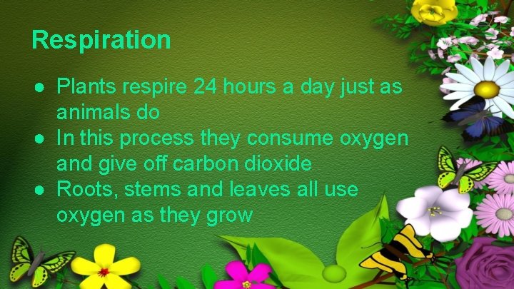 Respiration ● Plants respire 24 hours a day just as animals do ● In