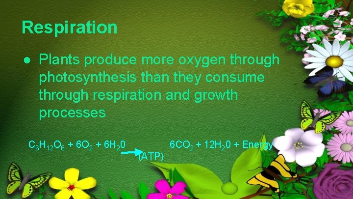 Respiration ● Plants produce more oxygen through photosynthesis than they consume through respiration and