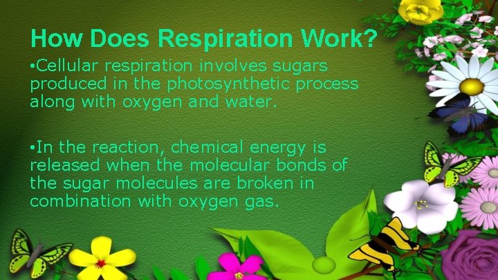 How Does Respiration Work? • Cellular respiration involves sugars produced in the photosynthetic process