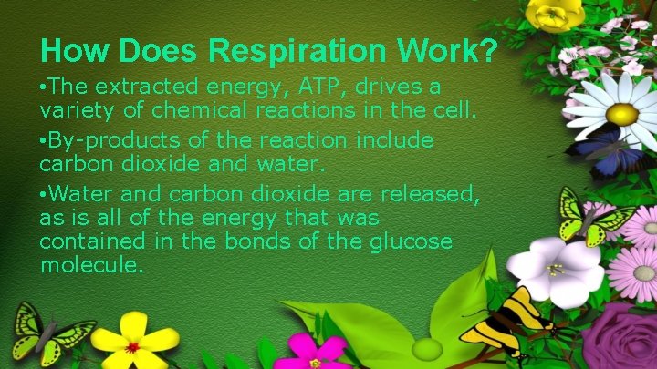 How Does Respiration Work? • The extracted energy, ATP, drives a variety of chemical