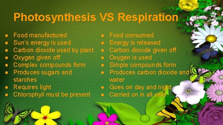 Photosynthesis VS Respiration ● ● ● Food manufactured Sun’s energy is used Carbon dioxide