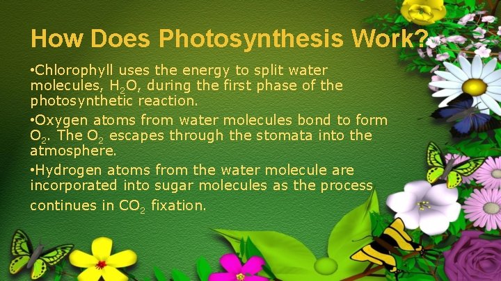 How Does Photosynthesis Work? • Chlorophyll uses the energy to split water molecules, H
