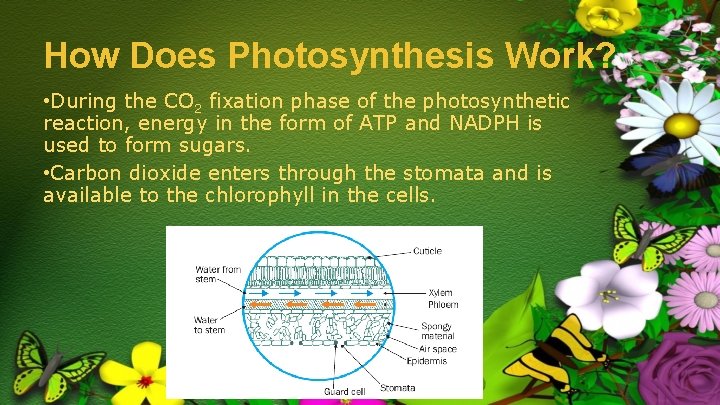 How Does Photosynthesis Work? • During the CO 2 fixation phase of the photosynthetic